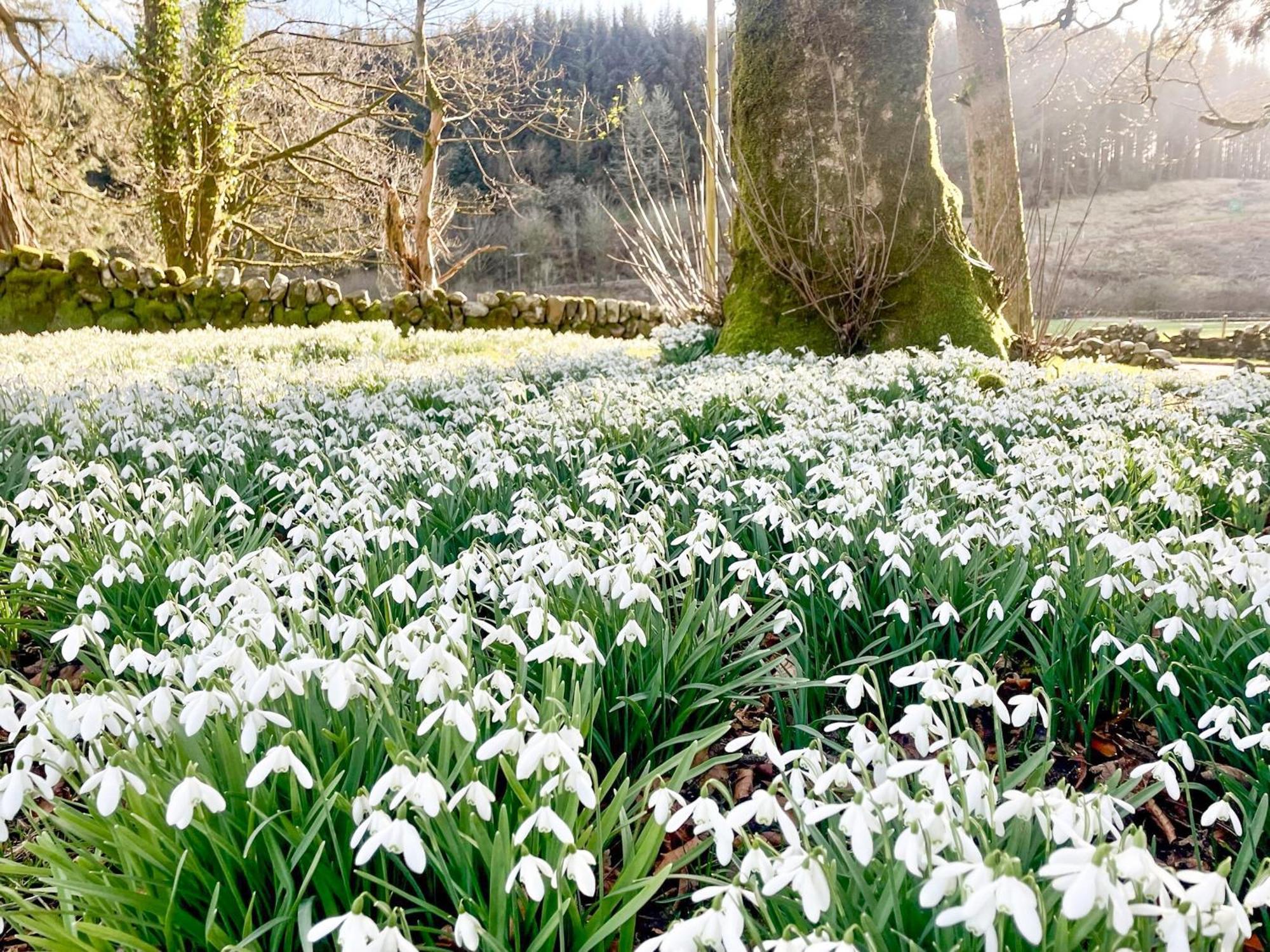 Mossdale Cottage Dalmellington Экстерьер фото